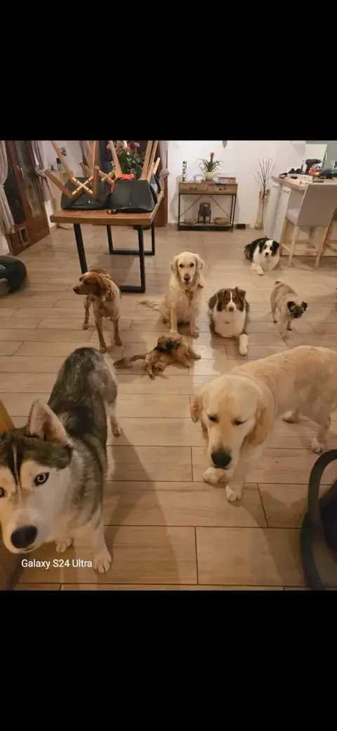Garde d'animaux : la maison des animaux