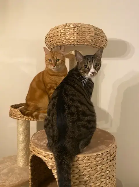 Pattoune chez soi - Garde à votre domicile, Visite et Promenade - Chien & Chat Pau & Alentours