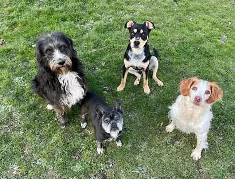 Calie et Compagnie - pension canine