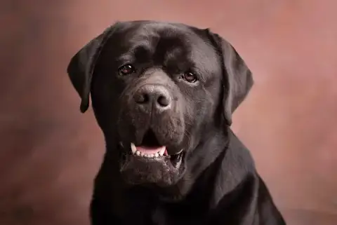 intelligence canine - éducateur et comportementaliste canin