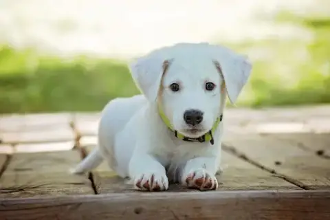 Ecoutons-nous Education Canine et Pastorale