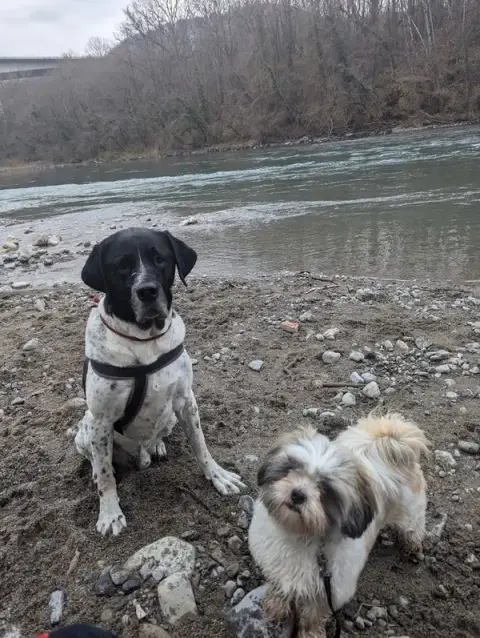WOOF ACADEMY 74 / Educateur canin / Haute-Savoie