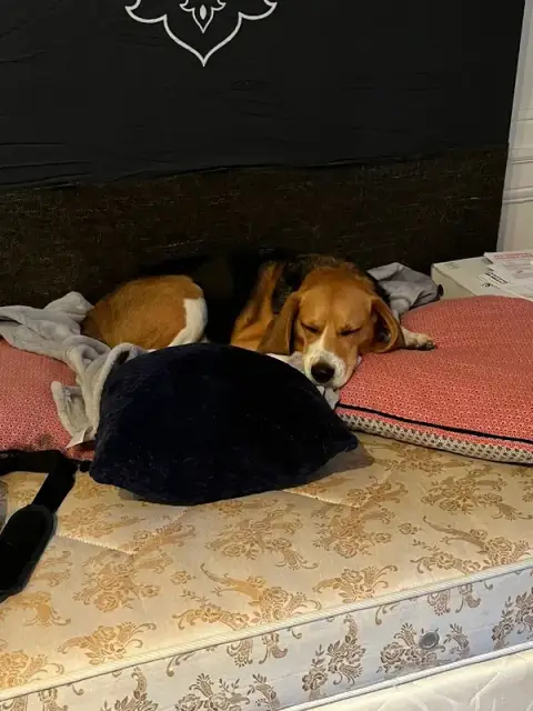 Juju Pet Sitter