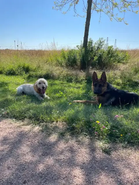 Zouzou pet sitter