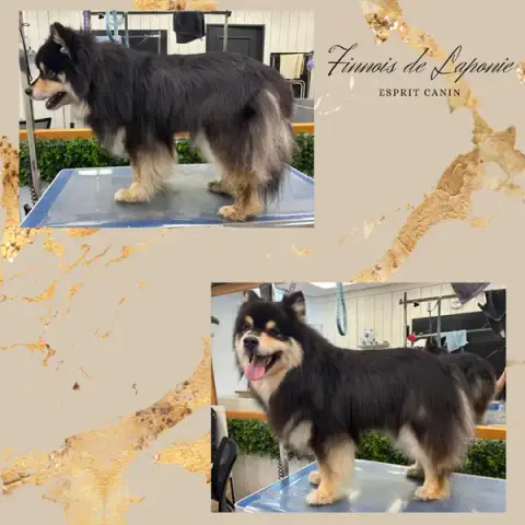 Esprit canin