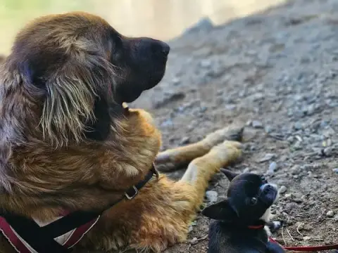 Cani'Clara