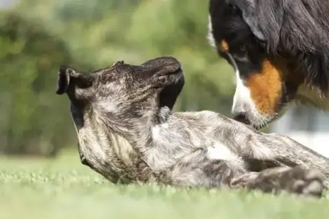 DOG CENTER les Millieres