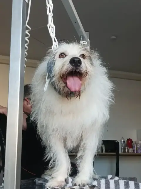 Toiletteur pour Chiens Chats NAC Marsi mon Chien