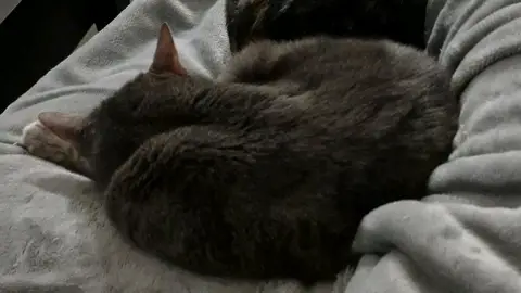 Garde d'animaux