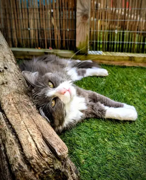 Aux Chats Câlins