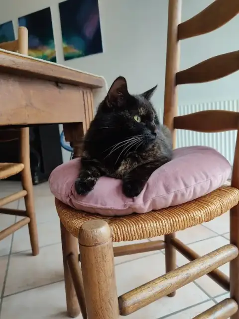 Chats and Co - Pension et Comportementaliste spécialiste du chat