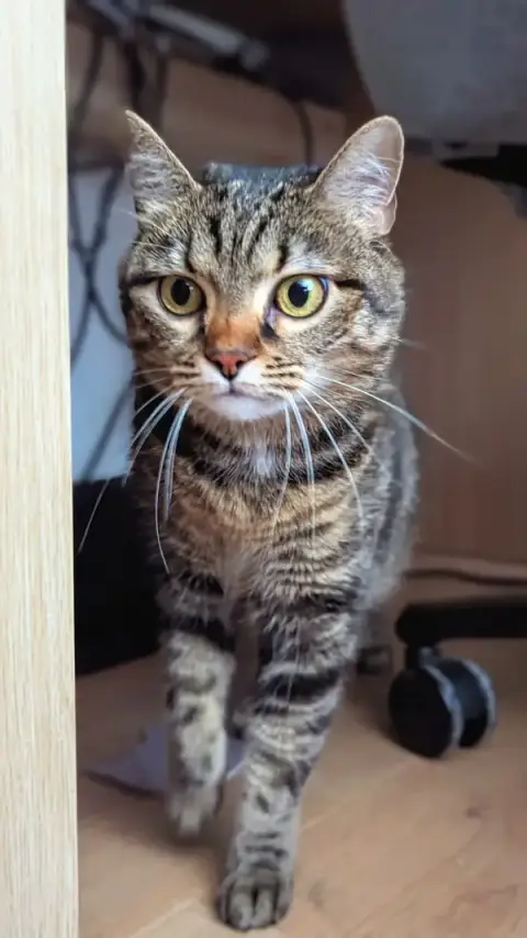 KoolPets