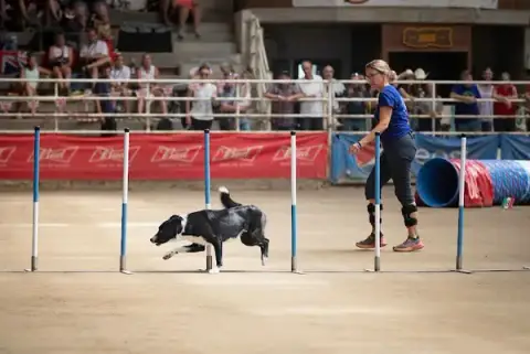 Mélie Dog Harmonie Agility-Comportement-médical training Charente