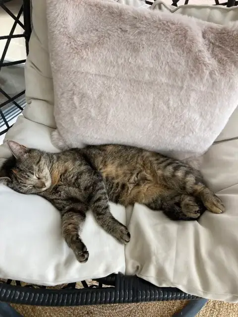Au Royaume du Chat