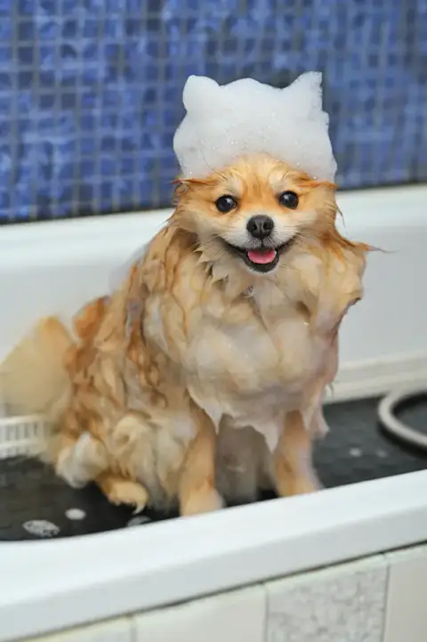 Domaine des sallèses, élevage, pension canine, toilettage