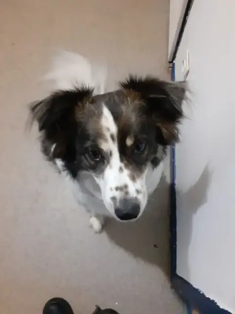 STEPHANIE HOUSSAIS - Steph' Symbiose Education Canine - Comportementaliste, éducateur canin, Petsitter, Loisirs canin.