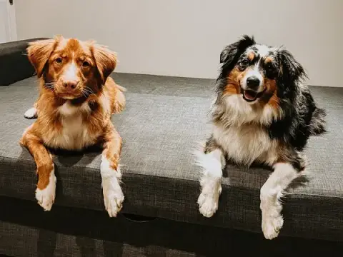 Paws Up ! Éducateur comportementaliste canin