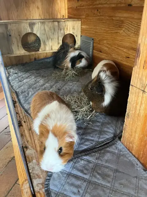 Mama' Pets