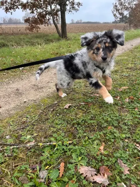 ATYPIKAN - éducateur canin