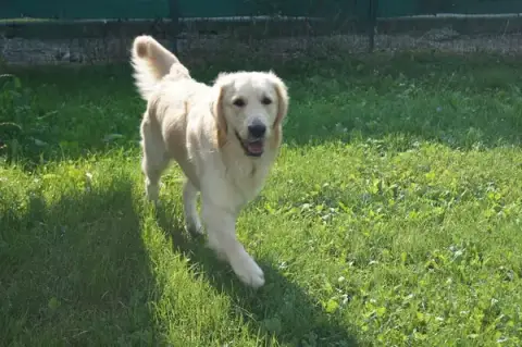 Une Vie de Chien