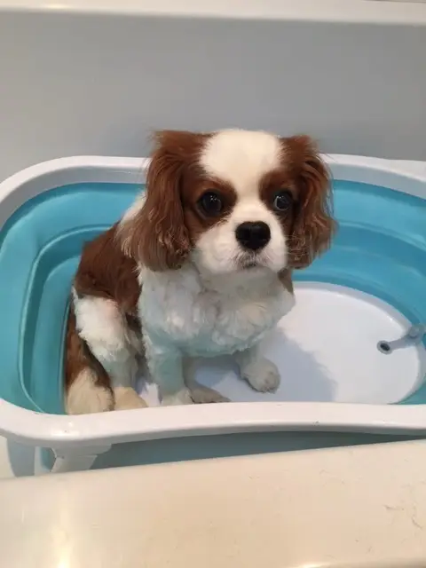 Cath § Dog - Toilettage à domicile