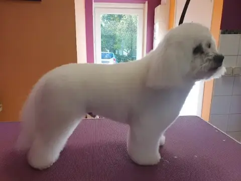 ASTUS CANINE