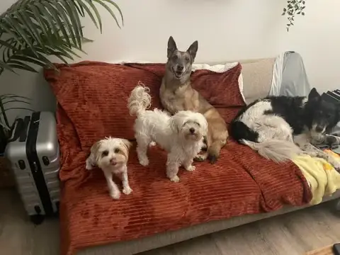 L’escapade animale