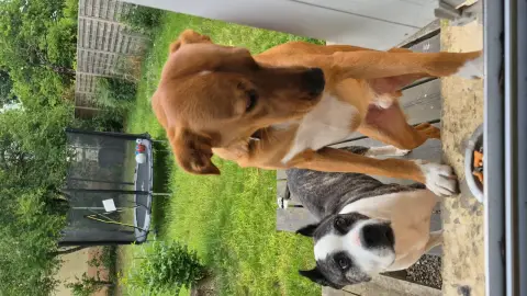 Garde de chien a mon domicile photo 2