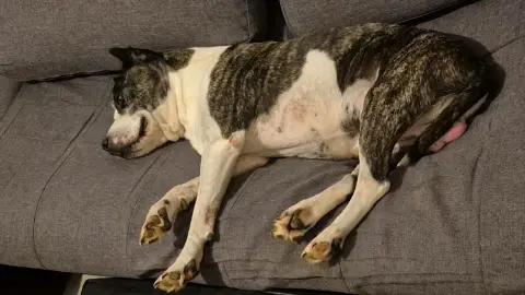 Garde de chien a mon domicile
