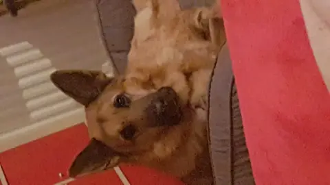 Garde de chien a mon domicile photo 4