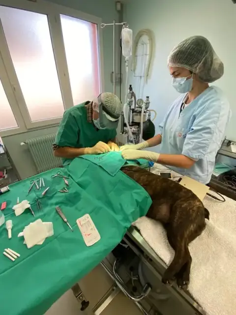 Clinique Vétérinaire Univet Jules Verne Feuquières