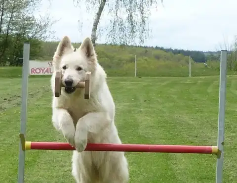TECHNI-CHIEN CUISERY