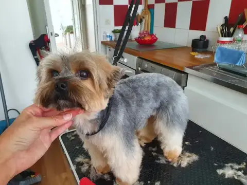 Woofy Dog- Toilettage à domicile