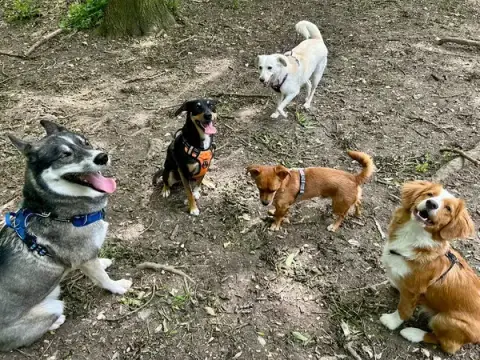 Sincérité Animale Educatrice Comportementaliste chien et chat