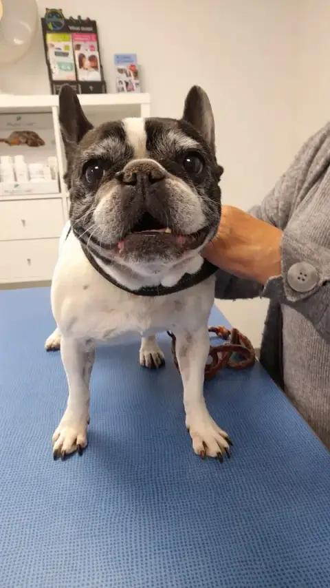 Veterinary Clinic Liberation