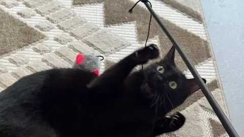 Catsitter douce et fiable Nice - garde chats photo 3