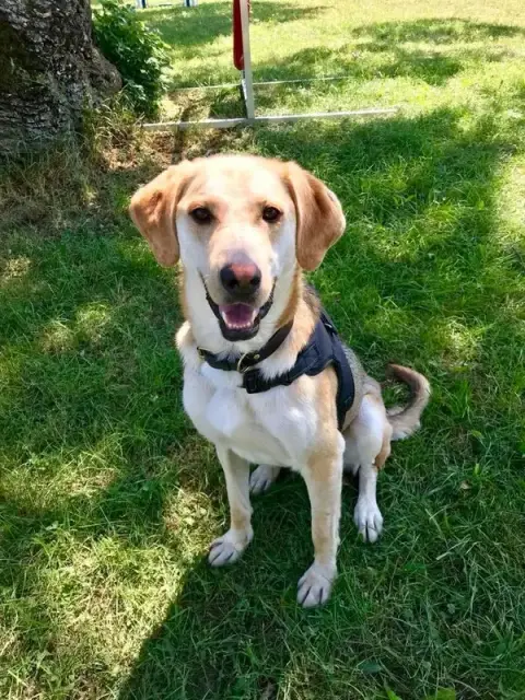 ACTIV'DOGS du Genevois