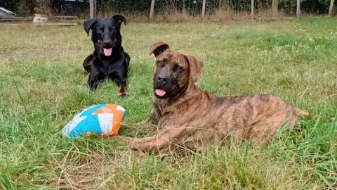 Éducateur canin - Instinct de partage