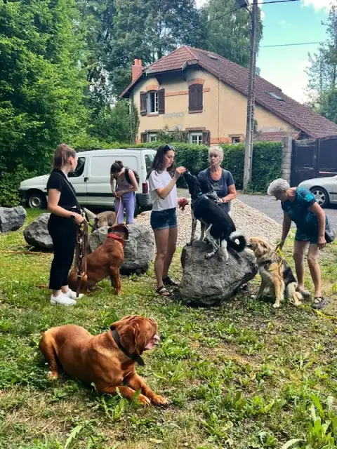 Symphonie à quatre pattes éducateur comportementaliste canin