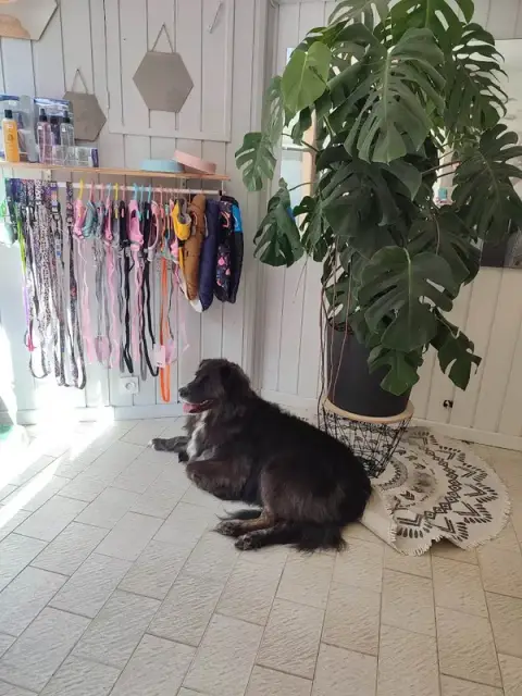 La Pause Canine