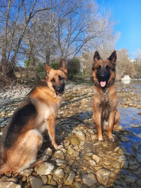 Dogs Nation - Éducateur Comportementaliste Canin & Éthologiste.