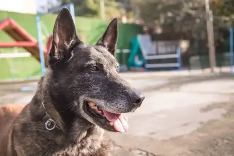 Folliot Education Canine