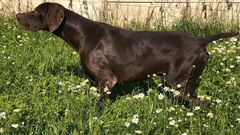 Pension canine. Pas de Calais