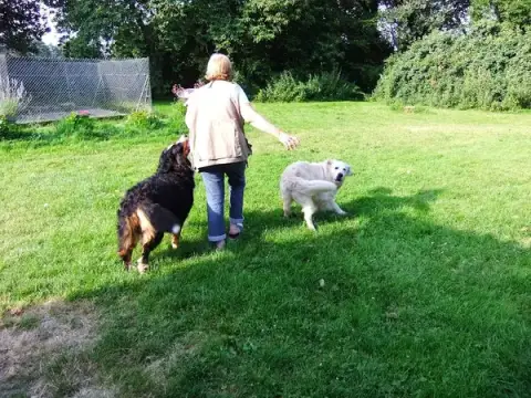 Kennel Kersaby