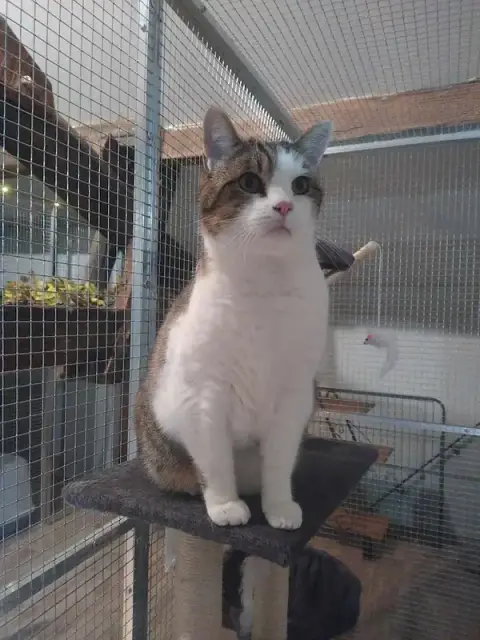 Kay Hina - Pension pour Chats & Pet Sitting