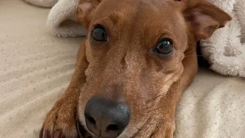 Dog sitting