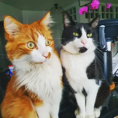 Zé & Compagnie