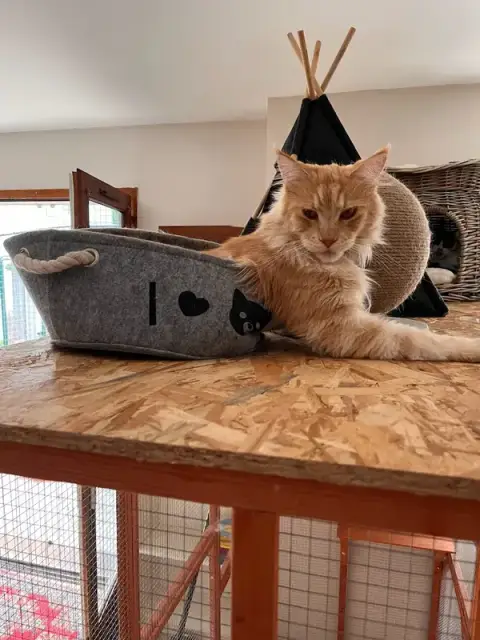 Cosy Cat