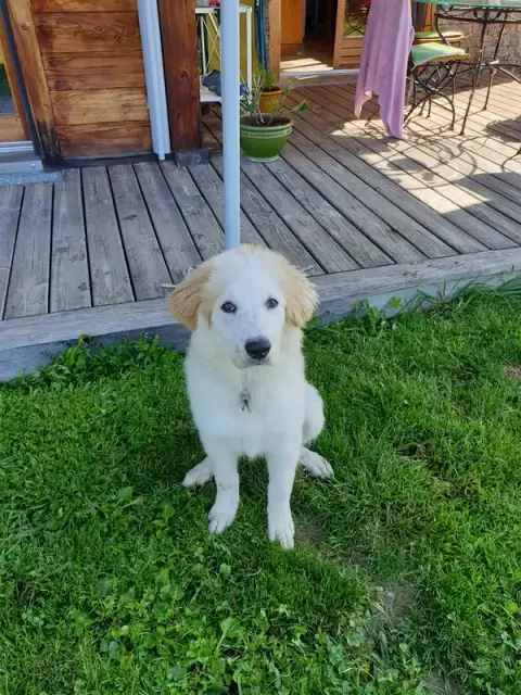 DOG'N COOL 74