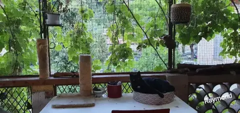 Pension pour chats à Menton